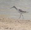 Marsh Sandpiper at Vange Marsh (RSPB) (Paul Baker) (62432 bytes)