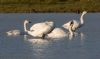 Bewick's Swan at Wallasea Island (RSPB) (Jeff Delve) (51316 bytes) Bewick's Swan at Wallasea Island (RSPB) (Jeff Delve) (51316 bytes)