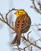 Yellowhammer at Bowers Marsh (RSPB) (Graham Oakes) (76170 bytes) Yellowhammer at Bowers Marsh (RSPB) (Graham Oakes) (76170 bytes)