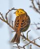 Yellowhammer at Bowers Marsh (RSPB) (Graham Oakes) (76170 bytes)