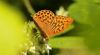 Silver-washed Fritillary at Hockley Woods (Steve Arlow) (41628 bytes)