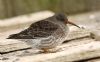 Purple Sandpiper at Southend Pier (Steve Arlow) (52281 bytes)