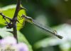 Scarce Emerald Damselfly at Canvey Way (Jeff Delve) (50448 bytes)