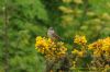 Whitethroat at Gunners Park (Richard Howard) (114666 bytes)