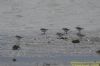 Little Stint at Bowers Marsh (RSPB) (Richard Howard) (51250 bytes)