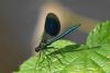 Banded Demoiselle at Cherry Orchard Country Park (Richard Howard) (52557 bytes)