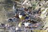 Grey Wagtail at Belfairs Golf Course (Richard Howard) (171866 bytes)