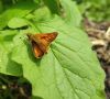 Large Skipper at South Fambridge (Paul Baker) (107772 bytes)