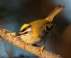 Firecrest at Gunners Park (Andrew Armstrong) (59920 bytes) Firecrest at Gunners Park (Andrew Armstrong) (59920 bytes)