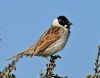 Reed Bunting at Bowers Marsh (RSPB) (Vince Kinsler) (167653 bytes)