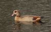 Egyptian Goose at Friars Park (Steve Arlow) (192426 bytes)