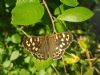 Speckled Wood at South Fambridge (Paul Baker) (91070 bytes)