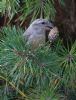 Parrot Crossbill at Gunners Park (Jeff Delve) (105899 bytes)