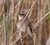 Reed Warbler at Gunners Park (Vince Kinsler) (73636 bytes)