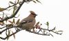 Waxwing at Oakengrange Drive, Southend (Steve Arlow) (45242 bytes)