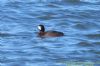 Aythya sp. at West Canvey Marsh (RSPB) (Richard Howard) (116423 bytes)