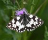 Marbled White at Bowers Marsh (RSPB) (Graham Oakes) (72632 bytes)