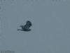 Rough-legged Buzzard at Wallasea Island (RSPB) (Jeff Delve) (72299 bytes)