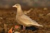 Glaucous Gull at Private site with no public access (Steve Arlow) (77069 bytes) Glaucous Gull at Private site with no public access (Steve Arlow) (77069 bytes)