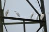 Cattle Egret at Bowers Marsh (RSPB) (Graham Oakes) (39851 bytes)