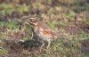 Redwing at Magnolia NR, Hawkwell (Vince Kinsler) (84747 bytes)