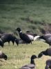 Black Brant at Fleet Head (Neil Chambers) (61013 bytes)