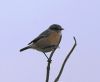 Stonechat at Gunners Park (Vince Kinsler) (31728 bytes)