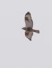 Rough-legged Buzzard at Wallasea Island (RSPB) (Jeff Delve) (121917 bytes) Rough-legged Buzzard at Wallasea Island (RSPB) (Jeff Delve) (121917 bytes)