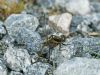 Black-tailed Skimmer at Bowers Marsh (RSPB) (Graham Oakes) (96061 bytes)