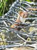 Weasel at Bowers Marsh (RSPB) (Graham Oakes) (108569 bytes)