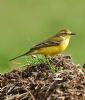 Yellow Wagtail at Fleet Head (Graham Oakes) (102861 bytes)