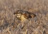 Short-eared Owl at Wallasea Island (RSPB) (Jeff Delve) (77281 bytes)