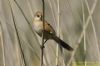 Bearded Tit at Vange Marsh (RSPB) (Richard Howard) (43424 bytes)