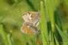 Small Heath at Benfleet Downs (Richard Howard) (46950 bytes)