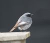 Black Redstart at Thorpe Bay (Jeff Delve) (32742 bytes)