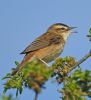 Sedge Warbler at Bowers Marsh (RSPB) (Graham Oakes) (63351 bytes)