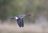 Red-breasted Merganser at Gunners Park (Andrew Armstrong) (28157 bytes)