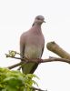 Turtle Dove at Canewdon (Jeff Delve) (39181 bytes)