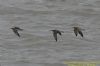 Whimbrel at Canvey Point (Richard Howard) (54155 bytes)