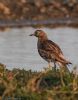 Stone Curlew at Lower Raypits (Jeff Delve) (60948 bytes)