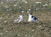 Black Tern at Bowers Marsh (RSPB) (Graham Oakes) (97481 bytes) Black Tern at Bowers Marsh (RSPB) (Graham Oakes) (97481 bytes)