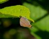 White-letter Hairstreak at Belfairs Great Wood (Vince Kinsler) (80252 bytes) White-letter Hairstreak at Belfairs Great Wood (Vince Kinsler) (80252 bytes)