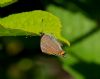 White-letter Hairstreak at Belfairs Great Wood (Vince Kinsler) (80252 bytes)