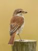 Red-backed Shrike at West Canvey Marsh (RSPB) (Steve Arlow) (129580 bytes)