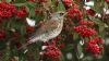 Fieldfare at Oakengrange Drive, Southend (Steve Arlow) (67207 bytes)