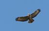 Buzzard at Hadleigh Downs (Steve Arlow) (20267 bytes)