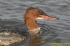 Goosander at Hullbridge (Richard Howard) (83154 bytes)