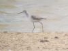 Marsh Sandpiper at Vange Marsh (RSPB) (Paul Baker) (38849 bytes) Marsh Sandpiper at Vange Marsh (RSPB) (Paul Baker) (38849 bytes)