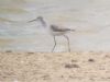 Marsh Sandpiper at Vange Marsh (RSPB) (Paul Baker) (38849 bytes)