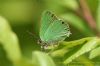 Green Hairstreak at Canvey Wick (Richard Howard) (59471 bytes)